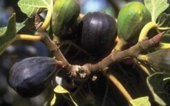 LSU Purple Fig Tree - 1 Gallon Pot -Garden Plant Shop 10072 lsu purple fig