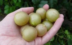 Summit Muscadine - 1 Gallon Pot -Garden Plant Shop 10470 summit muscadine