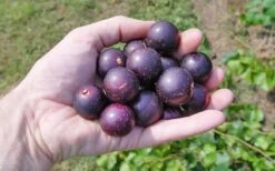 Nesbitt Muscadine Grape Vine - 1 Gallon Pot 7 Nesbitt Muscadine Grape Vine - 1 Gallon Pot -Garden Plant Shop 10547 nesbitt muscadine