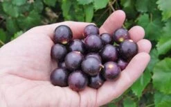 Noble Muscadine Grape Vine (Self Fertile) - 1 Gallon Pot 7 Noble Muscadine Grape Vine (Self Fertile) - 1 Gallon Pot -Garden Plant Shop 10548 noble muscadine