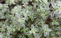 Silver Lemon Thyme - Thymus - 3 Pack Of Quart Pots 9 Silver Lemon Thyme - Thymus - 3 Pack Of Quart Pots -Garden Plant Shop 13143 silver lemon thyme