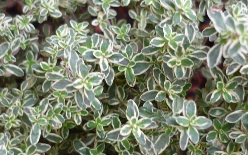 Silver Lemon Thyme - Thymus - 3 Pack Of Quart Pots 5 Silver Lemon Thyme - Thymus - 3 Pack Of Quart Pots - Image 5