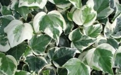 Variegated Algerian Ivy (Hedera Algeriensis 'Gloire De Marengo') - 18 Pack Of Pint Pots -Garden Plant Shop 3554 ravensholst ivy 2