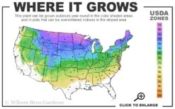 Dwarf Alberta Spruce - 1 Gallon Pot 9 Dwarf Alberta Spruce - 1 Gallon Pot -Garden Plant Shop 3A 8A 41