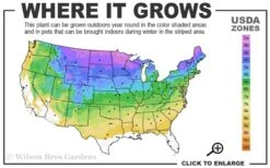 Cats Pajamas Catmint - 1 Gallon Pot -Garden Plant Shop 3a 8b 86