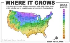 Eastern Cottonwood Tree (Populus Deltoides) - 1 Gallon Pot 14 Eastern Cottonwood Tree (Populus Deltoides) - 1 Gallon Pot -Garden Plant Shop 3a 9b 5