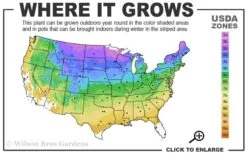 Sourwood Tree (Oxydendrum Arboreum) - 7 Gallon Pot (4-5') -Garden Plant Shop 3b 9a