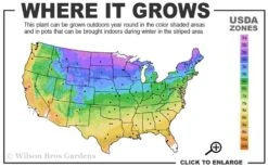 Iowa Juniper - 7 Gallon Pot (4-5') 7 Iowa Juniper - 7 Gallon Pot (4-5') -Garden Plant Shop 3b 9b 14