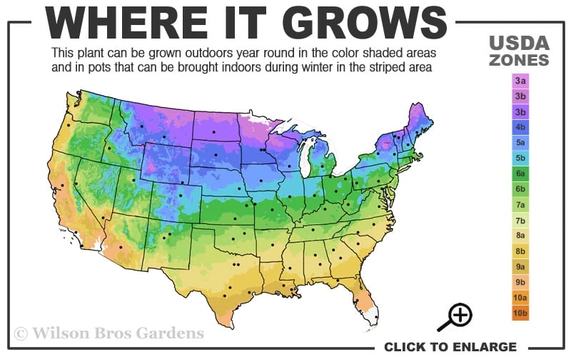 Iowa Juniper - 7 Gallon Pot (4-5') 3 Iowa Juniper - 7 Gallon Pot (4-5') - Image 3