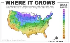 Coral Drift Groundcover Rose - 2 Gallon Pot 8 Coral Drift Groundcover Rose - 2 Gallon Pot -Garden Plant Shop 4a 11