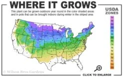 Miss Kim Lilac - 2 Gallon Pot 6 Miss Kim Lilac - 2 Gallon Pot -Garden Plant Shop 4a 8a 2