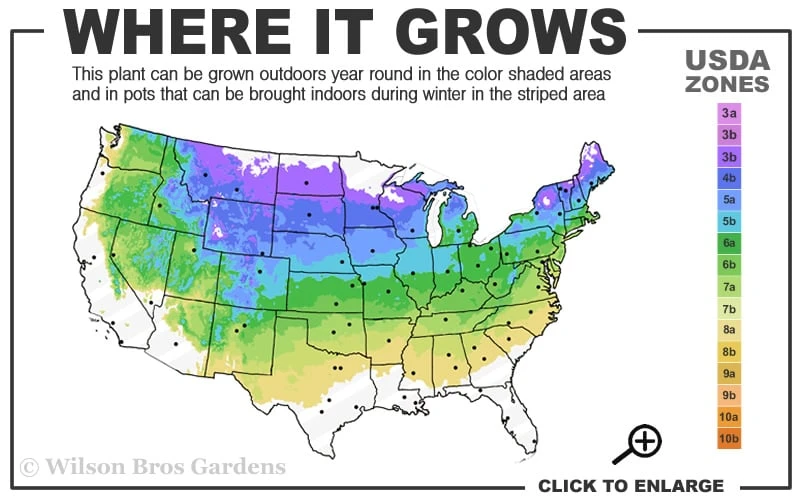 Miss Kim Lilac - 3 Gallon Pot 3 Miss Kim Lilac - 3 Gallon Pot - Image 3