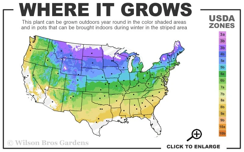 Red Mulberry Tree (Morus Rubra) - 5 Gallon Pot 3 Red Mulberry Tree (Morus Rubra) - 5 Gallon Pot - Image 3