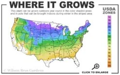 Red Mulberry Tree (Morus Rubra) - 3 Gallon Pot 11 Red Mulberry Tree (Morus Rubra) - 3 Gallon Pot -Garden Plant Shop 4a 8b 56