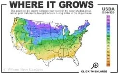 Silver Mound Artemisia - 1 Gallon Pot -Garden Plant Shop 4a 8b thumbnail 10