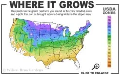 Climbing Hydrangea 'Petiolaris' - 3 Gallon Pot -Garden Plant Shop 4a 9a 7