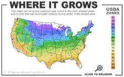 Downy Serviceberry Tree (Amelanchier Arborea) - 3 Gallon Pot 13 Downy Serviceberry Tree (Amelanchier Arborea) - 3 Gallon Pot -Garden Plant Shop 4a 9b 7