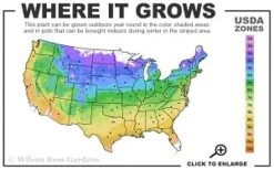 Adam's Courage Clematis - 1 Gallon Pot -Garden Plant Shop 4a 9b thumbnail