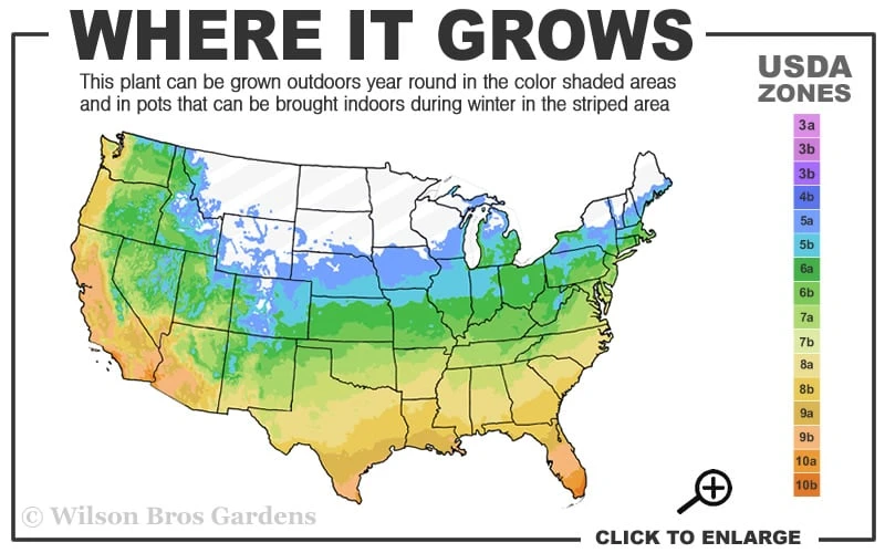 Northern Belle Sweetbay Magnolia Tree (Magnolia Virginiana) - 7 Gallon Pot (3-4') 3 Northern Belle Sweetbay Magnolia Tree (Magnolia Virginiana) - 7 Gallon Pot (3-4') - Image 3