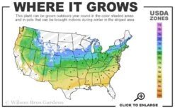 Mars Seedless Grape - 2 Gallon Pot 6 Mars Seedless Grape - 2 Gallon Pot -Garden Plant Shop 5a 8b 150