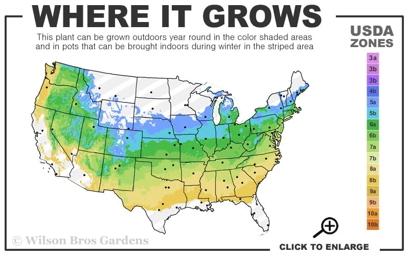 Japanese Black Pine - Pinus Thunbergii - 3 Gallon Pot 3 Japanese Black Pine - Pinus Thunbergii - 3 Gallon Pot - Image 3