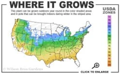 Red Select Laceleaf Japanese Maple - 3 Gallon Pot 8 Red Select Laceleaf Japanese Maple - 3 Gallon Pot -Garden Plant Shop 5a 9A 42