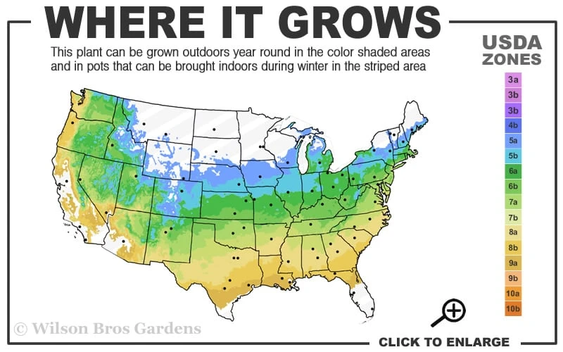 Lileeanne's Jewel Pink Leaf Japanese Maple - 3 Gallon Pot 3 Lileeanne's Jewel Pink Leaf Japanese Maple - 3 Gallon Pot - Image 3