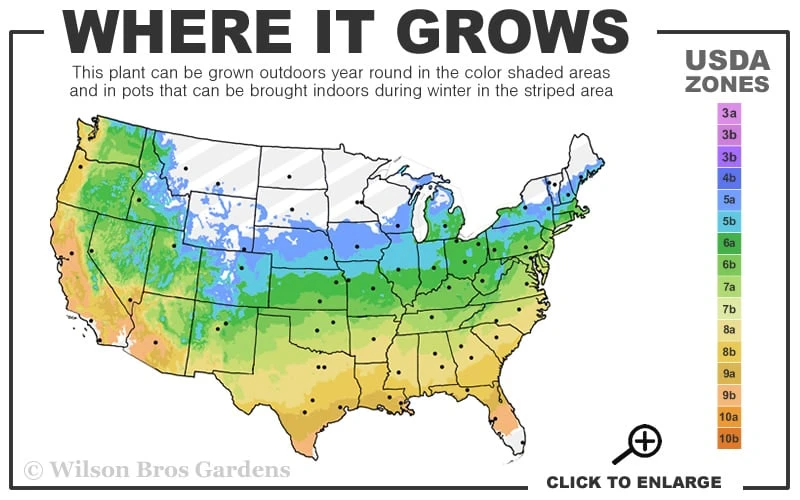 The Rising Sun Redbud Tree - 7 Gallon Pot (4-5') 3 The Rising Sun Redbud Tree - 7 Gallon Pot (4-5') - Image 3