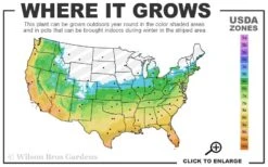 Creeping Lilyturf - Liriope Spicata - 18 Count Flat Of Pint Pots 7 Creeping Lilyturf - Liriope Spicata - 18 Count Flat Of Pint Pots -Garden Plant Shop 5b 11 27