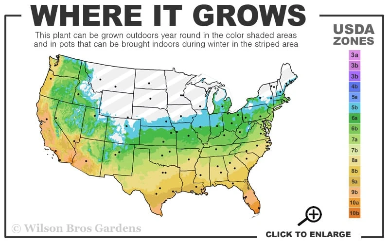 Royal Purple Liriope - Lilyturf - 10 Pack Of Pint Pots 3 Royal Purple Liriope - Lilyturf - 10 Pack Of Pint Pots - Image 3