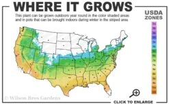 Shadow Sentry Pyramidal Boxwood - 3 Gallon Pot -Garden Plant Shop 5b 9b 3