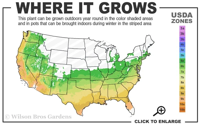 Autumn Bonfire Encore Azalea - 6 Pack Of 1 Gallon Pots 3 Autumn Bonfire Encore Azalea - 6 Pack Of 1 Gallon Pots - Image 3