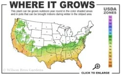 Russian 26 Cold Hardy Pomegranate - 1 Gallon Pot -Garden Plant Shop 6B 11 1