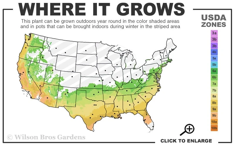 Perfecto Mundo Double Purple Reblooming Azalea - 2 Gallon Pot 3 Perfecto Mundo Double Purple Reblooming Azalea - 2 Gallon Pot - Image 3