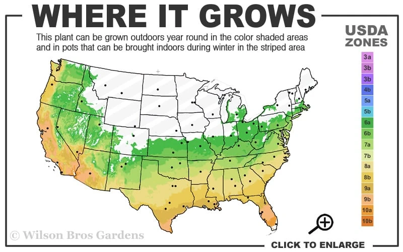 Blush Pink Nandina - 1 Gallon Pot 3 Blush Pink Nandina - 1 Gallon Pot - Image 3
