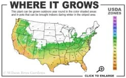 Leyland Cypress - 1 Gallon Pot -Garden Plant Shop 6a 10a 8