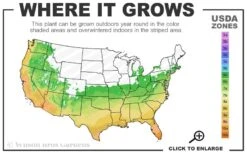 Flirt Dwarf Nandina - 6 Pack Of 1 Gallon Pots 8 Flirt Dwarf Nandina - 6 Pack Of 1 Gallon Pots -Garden Plant Shop 6a 10b 42