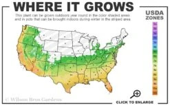 Gold Vivax Giant Timber Bamboo (Green Stripe Bamboo) - Phyllostachys Vivax 'Aureocaulis' - 3 Gallon Pot (4-6') 8 Gold Vivax Giant Timber Bamboo (Green Stripe Bamboo) - Phyllostachys Vivax 'Aureocaulis' - 3 Gallon Pot (4-6') -Garden Plant Shop 6a 11 39