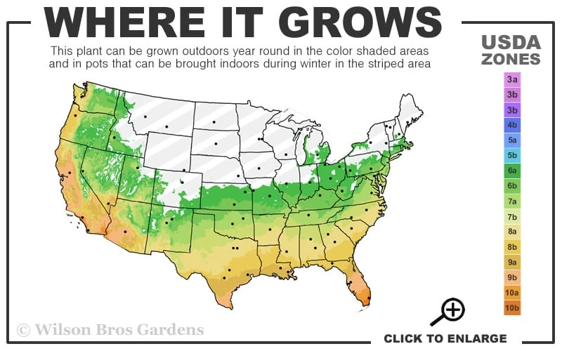 Gold Vivax Giant Timber Bamboo (Green Stripe Bamboo) - Phyllostachys Vivax 'Aureocaulis' - 3 Gallon Pot (4-6') 3 Gold Vivax Giant Timber Bamboo (Green Stripe Bamboo) - Phyllostachys Vivax 'Aureocaulis' - 3 Gallon Pot (4-6') - Image 3