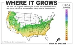 Fragrant Snowball Viburnum Carlecephalum - 3 Gallon Pot 10 Fragrant Snowball Viburnum Carlecephalum - 3 Gallon Pot -Garden Plant Shop 6a 8b 36