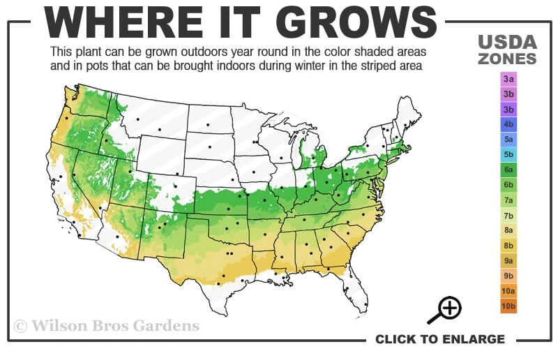 Fragrant Snowball Viburnum Carlecephalum - 3 Gallon Pot 3 Fragrant Snowball Viburnum Carlecephalum - 3 Gallon Pot - Image 3