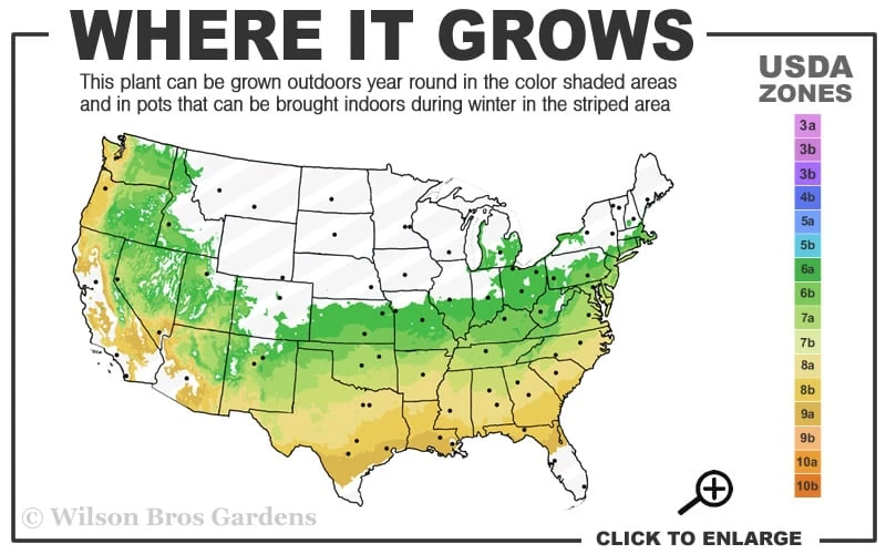 Arp Rosemary - 6 Pack Of Pint Pots 3 Arp Rosemary - 6 Pack Of Pint Pots - Image 3