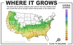 Arp Rosemary - 5 Pack Of Quart Pots 7 Arp Rosemary - 5 Pack Of Quart Pots -Garden Plant Shop 6a 9a 13