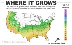 Weeping Blue Atlas Cedar -2 Gallon Pot 8 Weeping Blue Atlas Cedar -2 Gallon Pot -Garden Plant Shop 6a 9b 185