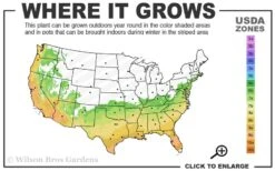 Arctic Dawn Cold Hardy Pink Camellia Hybrid - 3 Gallon Pot -Garden Plant Shop 6b 10a