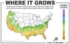 Fortune's Cold Hardy Tea Olive (Fragrant Osmanthus) - 7 Gallon Pot (5-6') -Garden Plant Shop 6b 10b 4