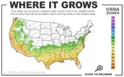 Climax Rabbiteye Blueberry - 3 Gallon Pot 6 Climax Rabbiteye Blueberry - 3 Gallon Pot -Garden Plant Shop 6b 9b 68