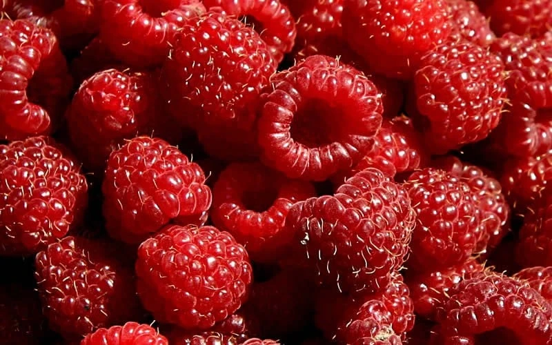 Heritage Raspberry - 6 Pack Of 1 Gallon Pots 4 Heritage Raspberry - 6 Pack Of 1 Gallon Pots - Image 4
