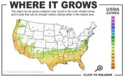 Early Bird Lavender Crape Myrtle - 3 Gallon Pot 8 Early Bird Lavender Crape Myrtle - 3 Gallon Pot -Garden Plant Shop 7a 10a 1