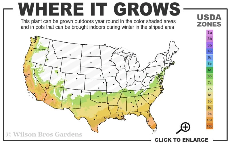 Early Bird Lavender Crape Myrtle - 3 Gallon Pot 3 Early Bird Lavender Crape Myrtle - 3 Gallon Pot - Image 3